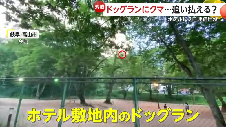 子グマが現われたホテル敷地内のドックラン