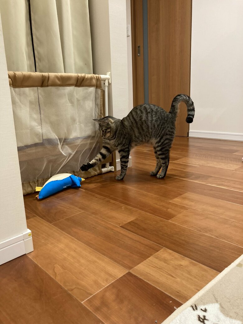 提供：かぎしっぽすず&つむぎさん