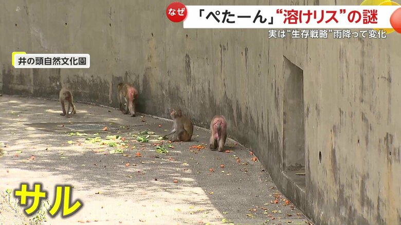 暑さしのぎで日陰に集まるサル（東京・井の頭自然文化園）