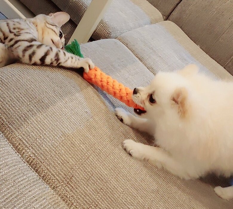 おもちゃの取り合い