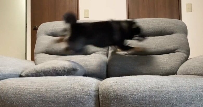 別の日のぺこちゃん。ソファの背もたれを駆け抜ける！