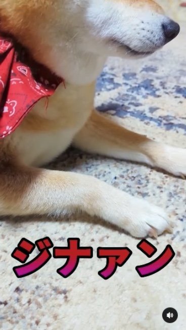 提供：柴犬スティーブch【コーギーと猫を添えて】さん