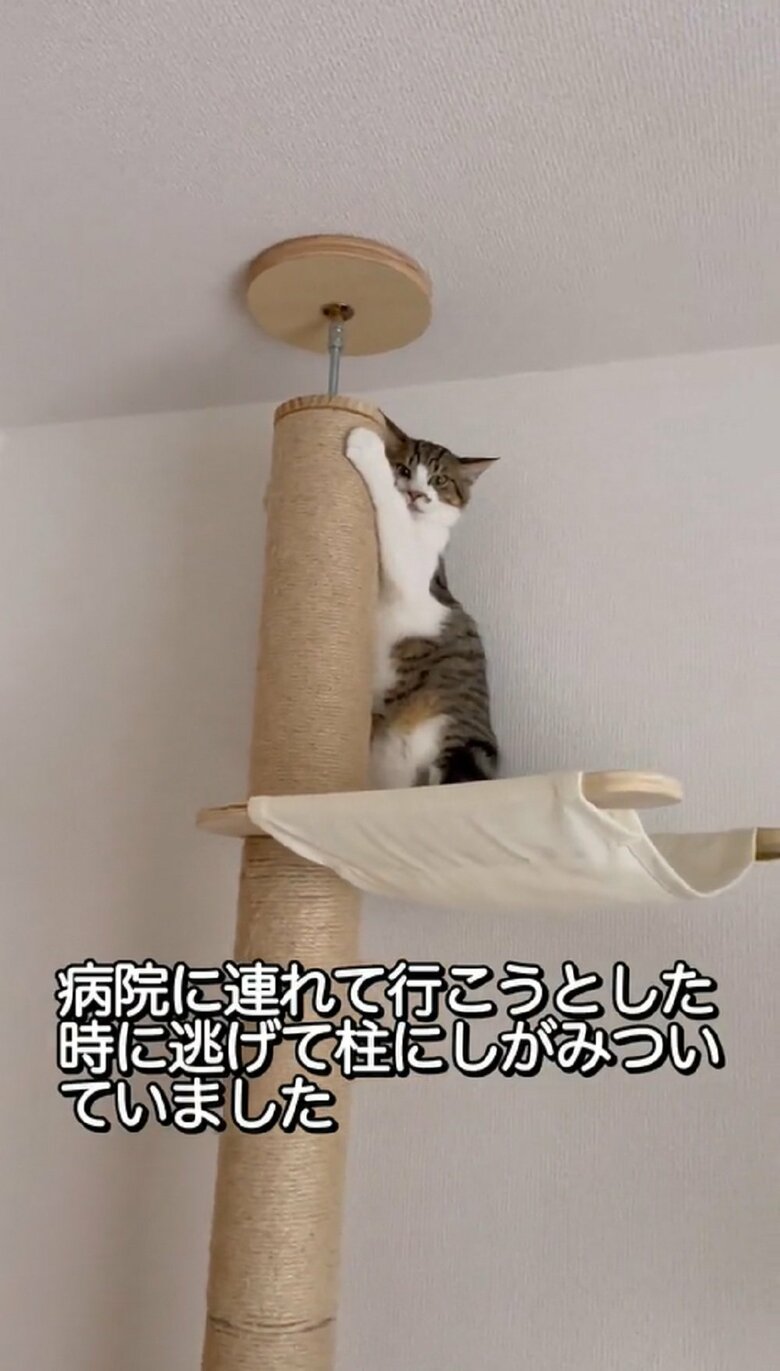 しがみついて「行きたくない！」