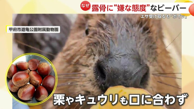 栗やキュウリなども口に合わなかったビーバー