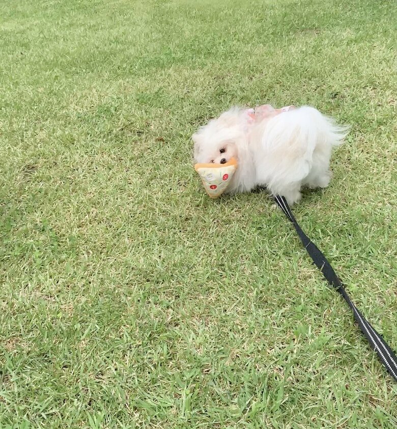 引き出物のおもちゃ（提供：かわいーぬさん）