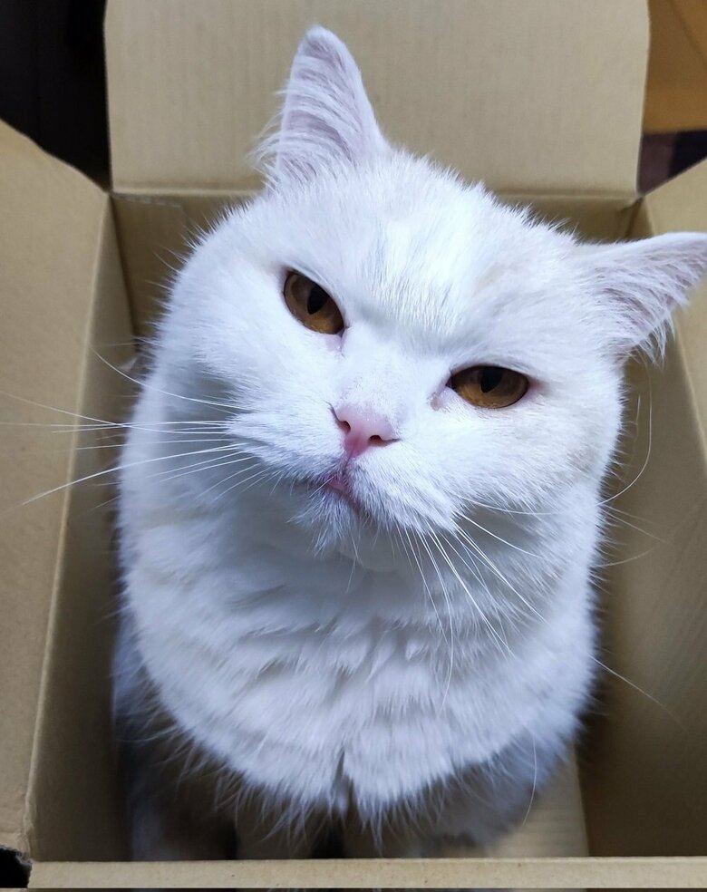 段ボール箱に入ってジト目する福くん