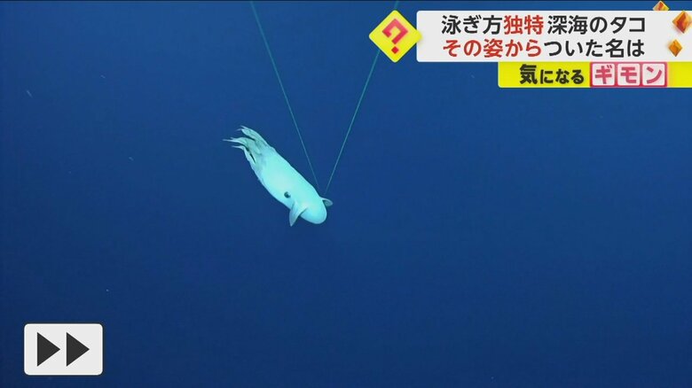 頭についている耳のようなものを動かして泳ぐダンボオクトパス④