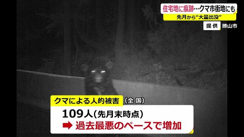 勝山市提供のカメラに写るクマ