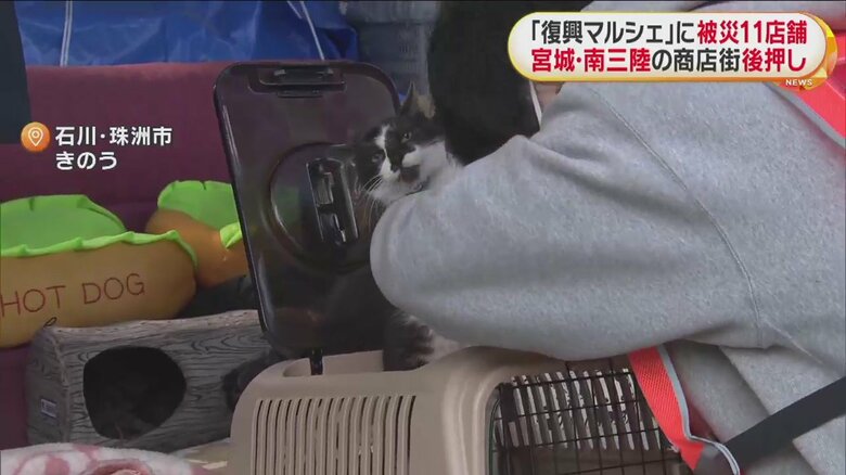 岐阜県の団体などが飼い猫を預かるボランティアを実施（珠洲市）