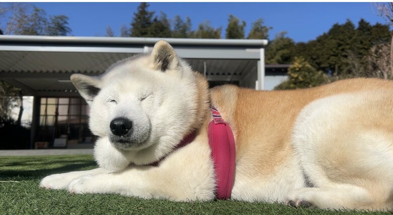 提供：しばわんこ生活さん