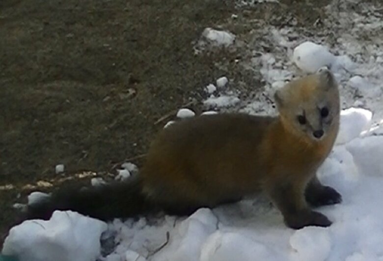 バックヤードで飼育されているミッキーくん（提供：釧路市動物園）