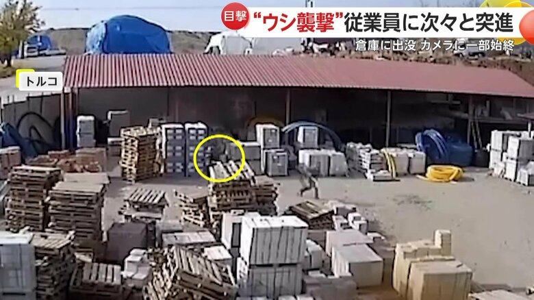 資材の陰から飛び出し、猛スピードで追いかけてくる牛