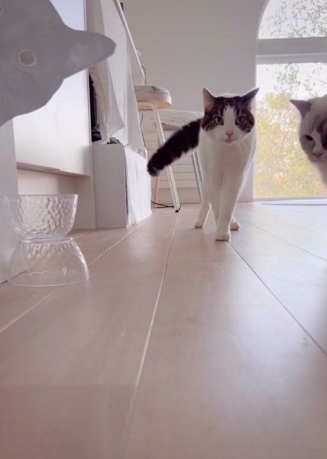 横から登場するメイプルくん