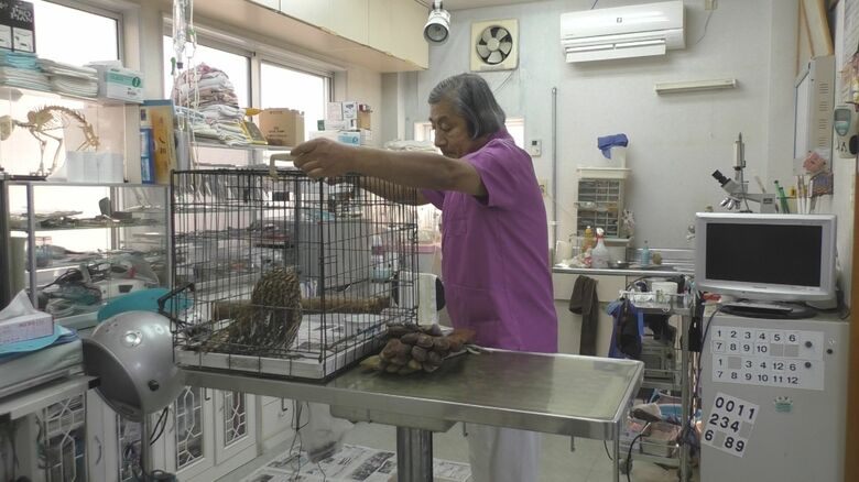 フクロウの検査をした大分動物愛護病院
