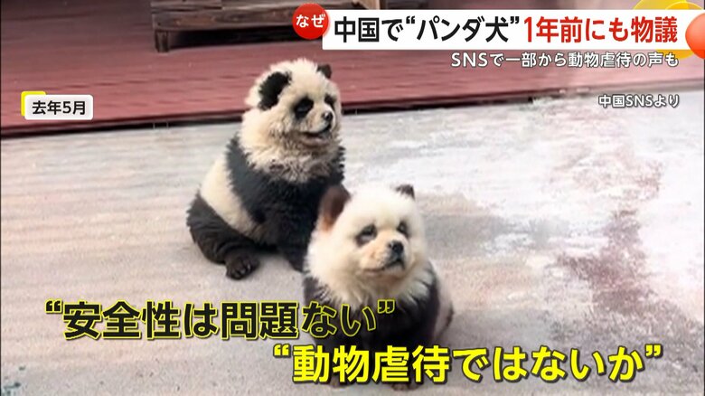 白黒の毛で覆われたパンダ犬