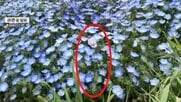 去年に続きまた…100万本のネモフィラに紛れた“違法な植物”　麻薬成分を含むケシ見つかる　福岡・海の中道海浜公園