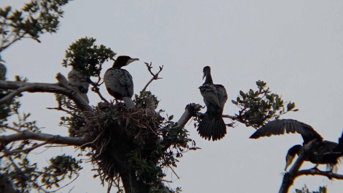 川岸にいる鳥 パステル画