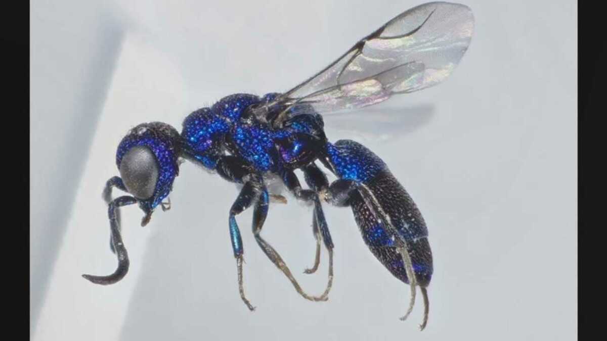 まるで宝石 新種の 青蜂 発見者が語る ちょっと鈍臭い 生態 Fnnプライムオンライン