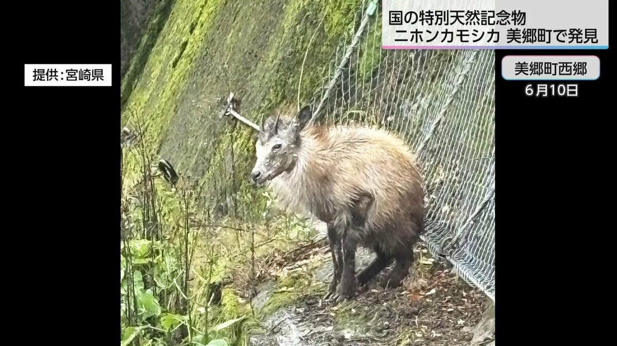 衰弱した「ニホンカモシカ」発見される 県内生息数は推定約140頭と貴重