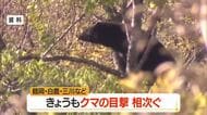 山形県内でクマの目撃相次ぐ…鶴岡市では同じ場所で2回目撃　山形