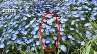 去年に続きまた…100万本のネモフィラに紛れた“違法な植物”　麻薬成分を含むケシ見つかる　福岡・海の中道海浜公園
