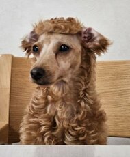 「なんか…ごめんね」 セルフカットでトイプードルが“アルパカの着ぐるみ”状態に…どこが難しかったのか飼い主に聞いた