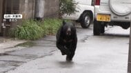 山形・天童市で住宅街に飛び出すクマ…わな設置も行方不明　「一番近かった」群馬・北軽井沢で住宅のテラスにクマ