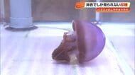 国内ではほぼ見られない希少種「ムラサキクラゲ」　高知・桂浜水族館で展示始まる