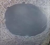 クマが好む「ガソリンやペンキ」のにおい…近づき体をすりつける様子も　専門家は冬眠の遅れによる「今年いっぱい警戒」を指摘