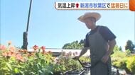 梅雨明け早々“猛暑日”に…新潟市秋葉区で36℃観測　植物守るため生花店も暑さ対策「水やりは念入りに」