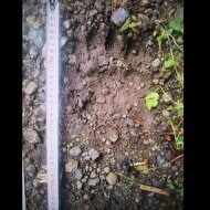 【ヒグマ速報】「20メートル先に親子グマがいた」70代女性が手をパンパンとたたいて威嚇すると…クマは山の方へ立ち去る＿住宅からわずか約50メートル＿付近には幅14センチの痕跡も〈北海道むかわ町〉