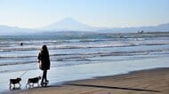 首都圏で最も住み続けたい街は「鷺沼」　TOP10で唯一の神奈川県　子育てや美味しい街ランキングも新設