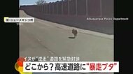 どこから？高速道路に“暴走ブタ”…挟み撃ちで“拘束”　トンネル“逆走イヌ”は自らパトカー後部座席に乗り込む　アメリカ