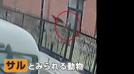 学校近くでサル出没か　猛スピードで走り抜け…柵よじ登りカラス“撃退”　登校時間で警察がパトロール　広島市