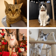 「楽天トラベル」、猫の日に合わせて宿の看板猫ランキングを発表