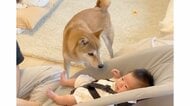 「心配してくれた？」赤ちゃんの“くしゃみ連発”で駆けつけた“兄”柴犬が頼もしい…当時の様子を父親に聞いた
