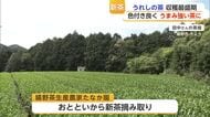 初入札で過去最高値「うれしの茶」嬉野市茶畑で新茶摘み取り開始【佐賀県】