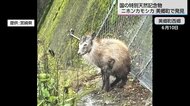 衰弱した「ニホンカモシカ」発見される　県内生息数は推定約140頭と貴重　保護し治療するも死ぬ　目撃したら市町村に連絡を【宮崎発】