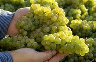 ドイツワイン2025年のヴィンテージ: ドイツでは2010年以来、最も収穫量が少ないヴィンテージ