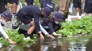 小学生がホタルの幼虫を放流 広島・福山市駅家町
