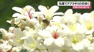 名護市で”初夏の訪れ告げる”アブラギリ咲く