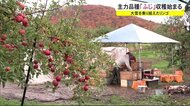 大雪乗り越えたリンゴ 主力品種「ふじ」の収穫始まる 秋田・横手市