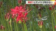 ヒガンバナの名所で“異変” お彼岸を過ぎても花咲かず…厳しい残暑の影響で開花遅れる【山形発】