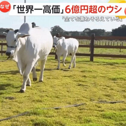 【世界一高価なウシ】6億円以上で落札…体重は同種の2倍以上！「美しさ、繁殖能力、近代的な系譜の全て兼備」　ブラジル