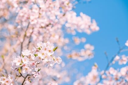 東京の桜開花は3月21日～24日か？気象各社が開花予想　きょう初夏の陽気から週末は冬に逆戻り