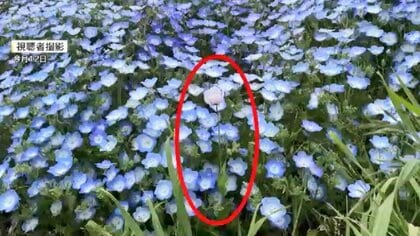 去年に続きまた…100万本のネモフィラに紛れた“違法な植物”　麻薬成分を含むケシ見つかる　福岡・海の中道海浜公園