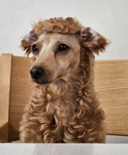 「なんか…ごめんね」 セルフカットでトイプードルが“アルパカの着ぐるみ”状態に…どこが難しかったのか飼い主に聞いた