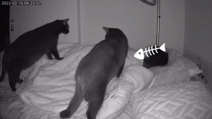 就寝中の飼い主に“お尻押し付け＆ふみふみ”…午前4時、愛猫たちの“やりたい放題”をとらえた!