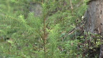 「森林・林業で日本一」掲げる町　50年先を見据えて取り組むSDGs　端材も余すことなく木材100％利用【岩手発】