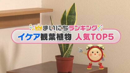 おうち時間増で大人気！イケアの人気「観葉植物」TOP5　2位は分かれた幹に溢れる個性…では1位は？